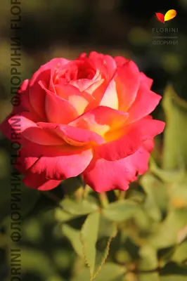 Отзыв о Роза сорта Мидсаммер | Главная любимица в моем саду