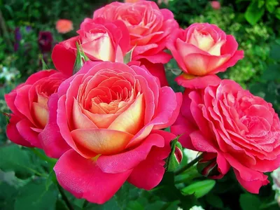 Саженцы розы флорибунда Мидсаммер (Midsummer) купить в Москве по цене от 1  800 до 2340 руб. - питомник растений Элитный Сад