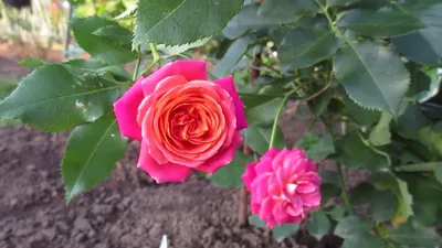 Купить Роза флорибунда Мидсаммер Rose floribunda Midsummer - в питомнике  Флорини