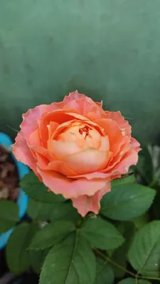 Midsummer' - Розы в контейнерах, купить в Санкт-Петербурге