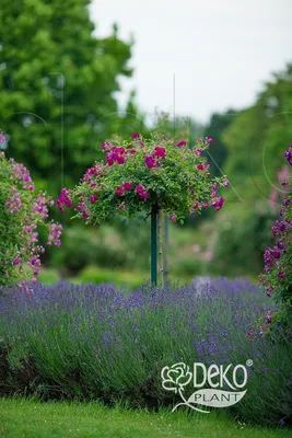 Minerva | Purple Floribunda Rose | Gardenroses.co.uk