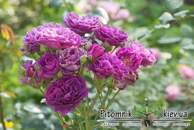 Plant Profile - Rose Minerva - YouTube