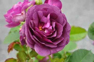 Purple rose minerva hi-res stock photography and images - Alamy