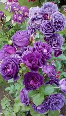 Minerva Rose | Purple Floribunda | The Fragrant Rose Company