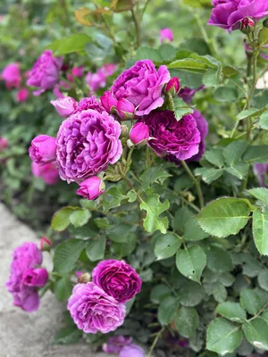 File:Rosa 'Minerva' 2017.jpg - Wikimedia Commons