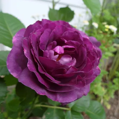 Photo of the bloom of Rose (Rosa 'Minerva') posted by sunnyvalley -  Garden.org