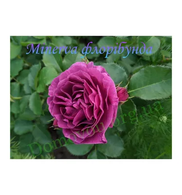 Щамбова Роза Minerva® - ViVa Roses (Минерва) | LoveHortensia.com