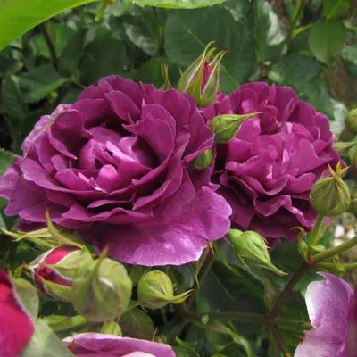 Minerva rose | Purple Floribunda | Gardenroses.co.uk