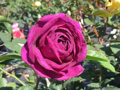 Minerva Rose | Purple Floribunda | Style Roses