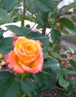 Rose's Garden/ Градината на Роза - Роза Миракъл/ Rose Miracle | Facebook