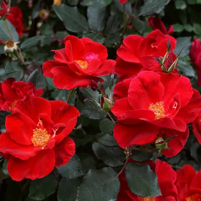 Роза фларибунда «Миракли» Rose «Miracle» — Саженцы в Орле