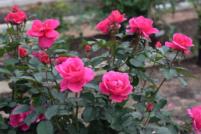 Miracle on the Hudson™ Roses for Sale | FastGrowingTrees.com
