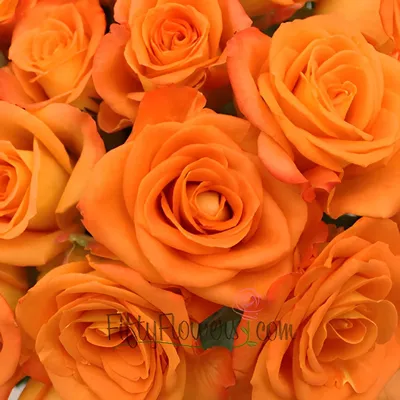 Buy Wholesale Miracle Tangerine Orange Rose in Bulk - FiftyFlowers
