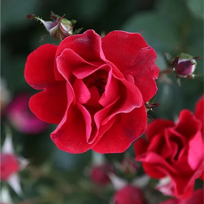 Miracle-Gro Rose 1.5-cu ft Fruit; Flower and Vegetable Garden Soil in the  Soil department at Lowes.com