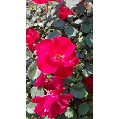 Rose, Miracle on the Hudson® - TheTreeFarm.com