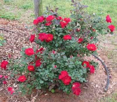 Rosa Miracle on the Hudson™ Miracle on the Hudson™ Rose from Prides Corner  Farms