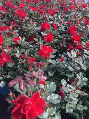 Photo of the entire plant of Rose (Rosa 'Miracle on the Hudson') posted by  csandt - Garden.org