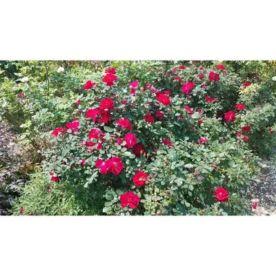 Heirloom Roses - Miracle On The Hudson® Shrub Rose Bush - Walmart.com