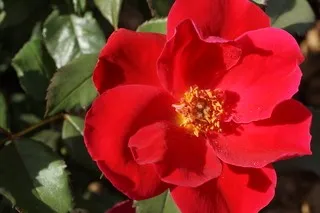 Карандаш для контура губ и глаз Golden Rose MIRACLE Golden Rose 4050438  купить за 264 ₽ в интернет-магазине Wildberries