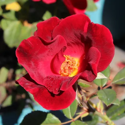 Buy Miracle On The Hudson Online | Chamblee's Rose Nursery