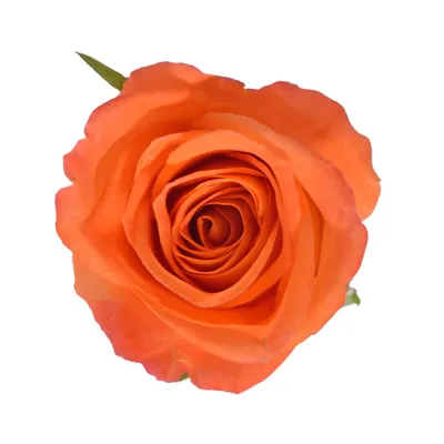 Miracle-Gro Water Soluble Rose 1.5-lb Flower Food in the Plant Food  department at Lowes.com