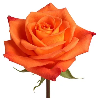 Roses Orange Miracle – FloralSection.com