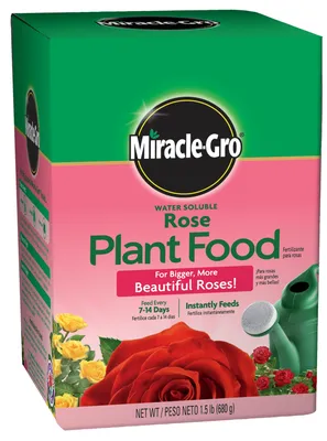 Miracle on the Hudson™ Rose | Plant Addicts