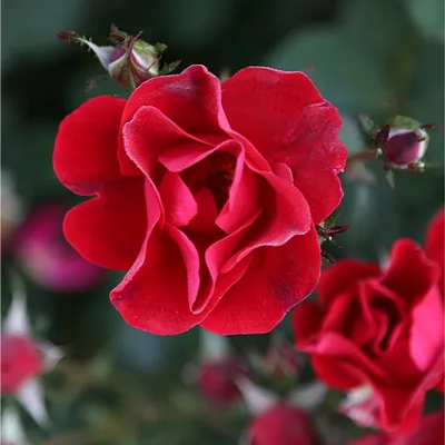 Miracle on the Hudson™ Roses for Sale | BrighterBlooms.com