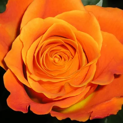 Miracle-Gro Water Soluble Rose 1.5-lb Flower Food in the Plant Food  department at Lowes.com