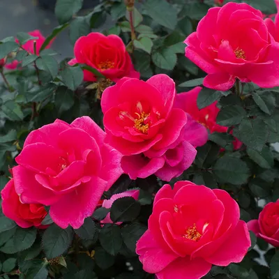 Photo of the entire plant of Rose (Rosa 'Miracle on the Hudson') posted by  csandt - Garden.org