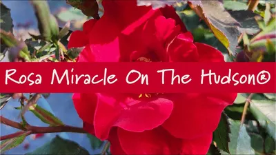 Small miracle – Milenium Rose