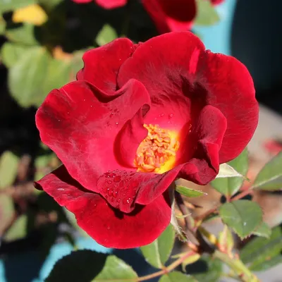 Miracle on the Hudson™ Roses for Sale | FastGrowingTrees.com