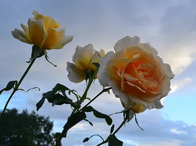 роза, розы, мишка, роза плетистая, розы плетистые - Экзотик Флора