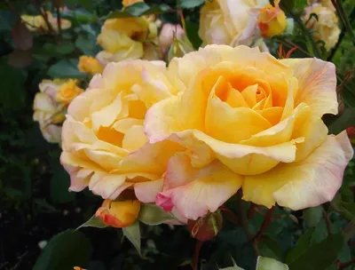 Роза Мишка Michka - купить саженцы роз с доставкой по Украине в магазине  Добродар