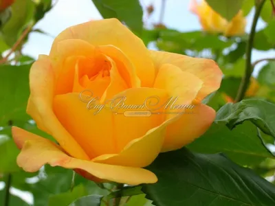 Купить 25 см Роза Медведь Сердце Искусственный Цветок Роза Мишка Подарок На  День Рождения Для Свадьбы | Joom