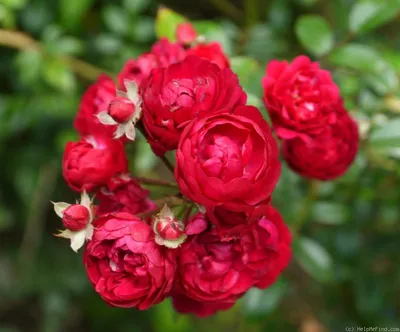 File:Rosarium Dortmund Rosa Momo.jpg - Wikimedia Commons