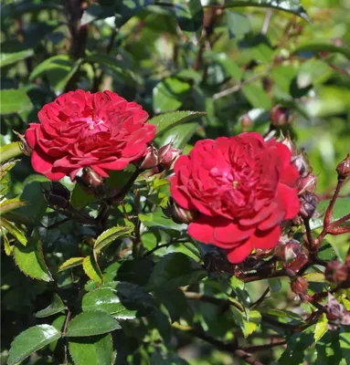 Rosa 'Momo' - GartenBaumschule Wöhrle