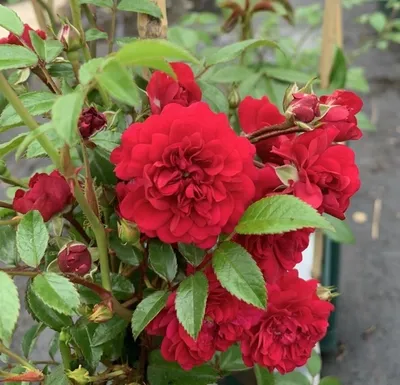 Red Large-Flowered Climber rose (Rosa) Momo blooms on a black obelisk in a  garden in June Stock Photo - Alamy