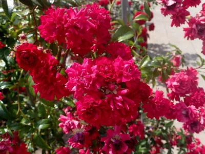 Роза Момо (Momo) Плетистая: саженцы роз, более 400 сортов роз, розы в  контейнере, питомник саженцев роз, розы от производителя. доставка по всей  Украине. качественные саженцы, рассада и саженцы цветов от \"Розарий вашей