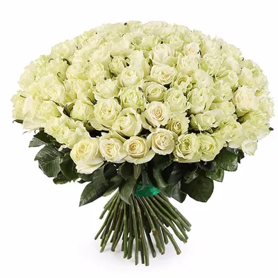 Buy Wholesale Mondial White Rose in Bulk - FiftyFlowers