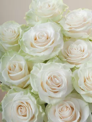Rose White Mondial - Standard Rose - Roses - Flowers by category | Sierra  Flower Finder