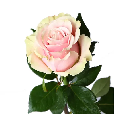 Mondial Rose | White Roses Bouquet | FLOWERBX US