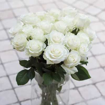 Rose Mondial - Petaljet