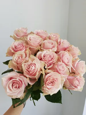 Pink Mondial Rose