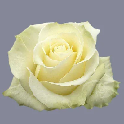 White Mondial Roses - FFED