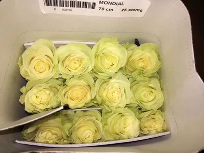 Mondial Rose