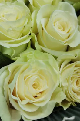 MONDIAL - Ecoroses | Ecuador Roses