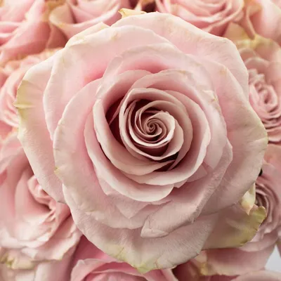 Pink Mondial Roses – Eblooms Farm Direct Inc.