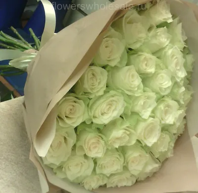 Rose White Mondial - Standard Rose - Roses - Flowers by category | Sierra  Flower Finder