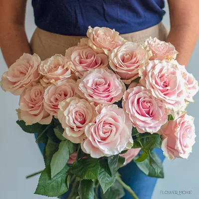 Buy Wholesale Pink Mondial Rose in Bulk - FiftyFlowers